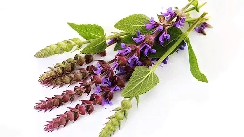 Шалфей Лечебные свойства