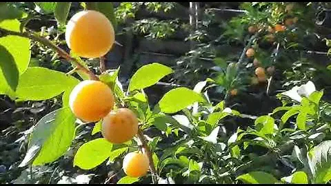 Слива "Жёлтая Хопты"