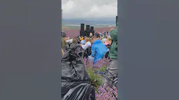 Лаванда горная лаванда 🤣🤣