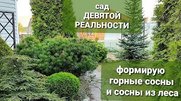 ФОРМИРОВКА КРОНЫ СОСНЫ из леса🌳зачем щипать ГОРНЫЕ СОСНЫ.