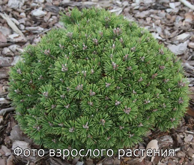 Сосна горная Бенджамин (Benjamin) 20 см