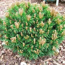 Сосна горная Pinus mugo 'Little Lady': С7,5, h=20-30>