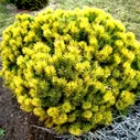 Сосна горная Pinus mugo 'Winter Gold': С7,5, h=20-30>