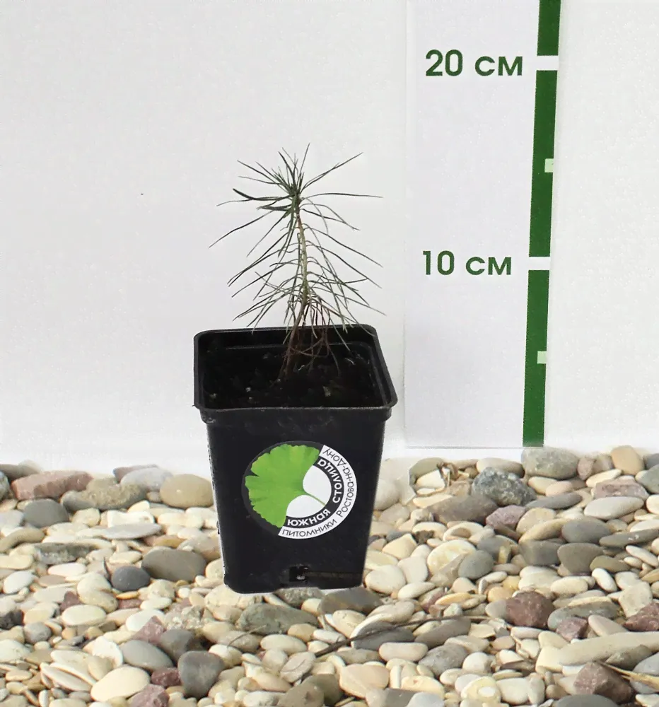 Сосна горная (Pinus mugo) Мугус, Р9-0