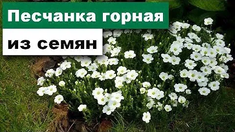 Песчанка горная из семян в домашних условиях.