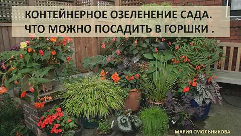 Контейнерное озеленение сада . Что можно посадить в горшки.