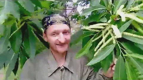 Каштановый мед!
