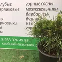 Сосна горная (Pinus mugo Varella)