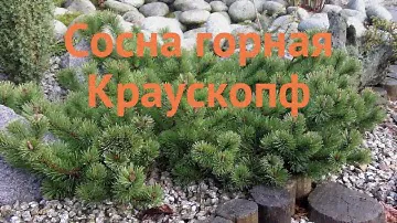 Сосна горная Краускопф (pinus mugo krauskopf) 🌿 Краускопф обзор: как сажать, саженцы сосны Краускопф