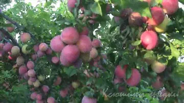 Алыча КУБАНСКАЯ КОМЕТА