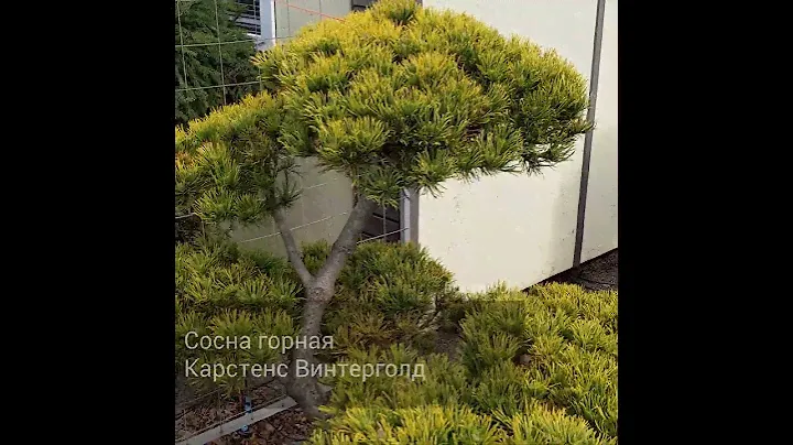 Сосна горная Карстенс Винтерголд