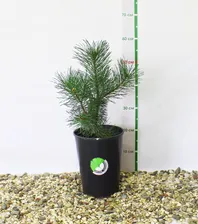 Сосна горная унцината (Pinus uncinata) С7/грунт