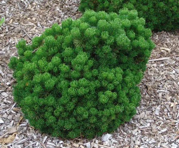 Сосна горная "Picobello"-0