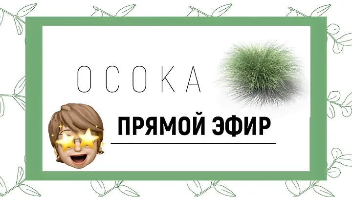 ЛУЧШЕЕ МАТРИЧНОЕ РАСТЕНИЕ - ОСОКА