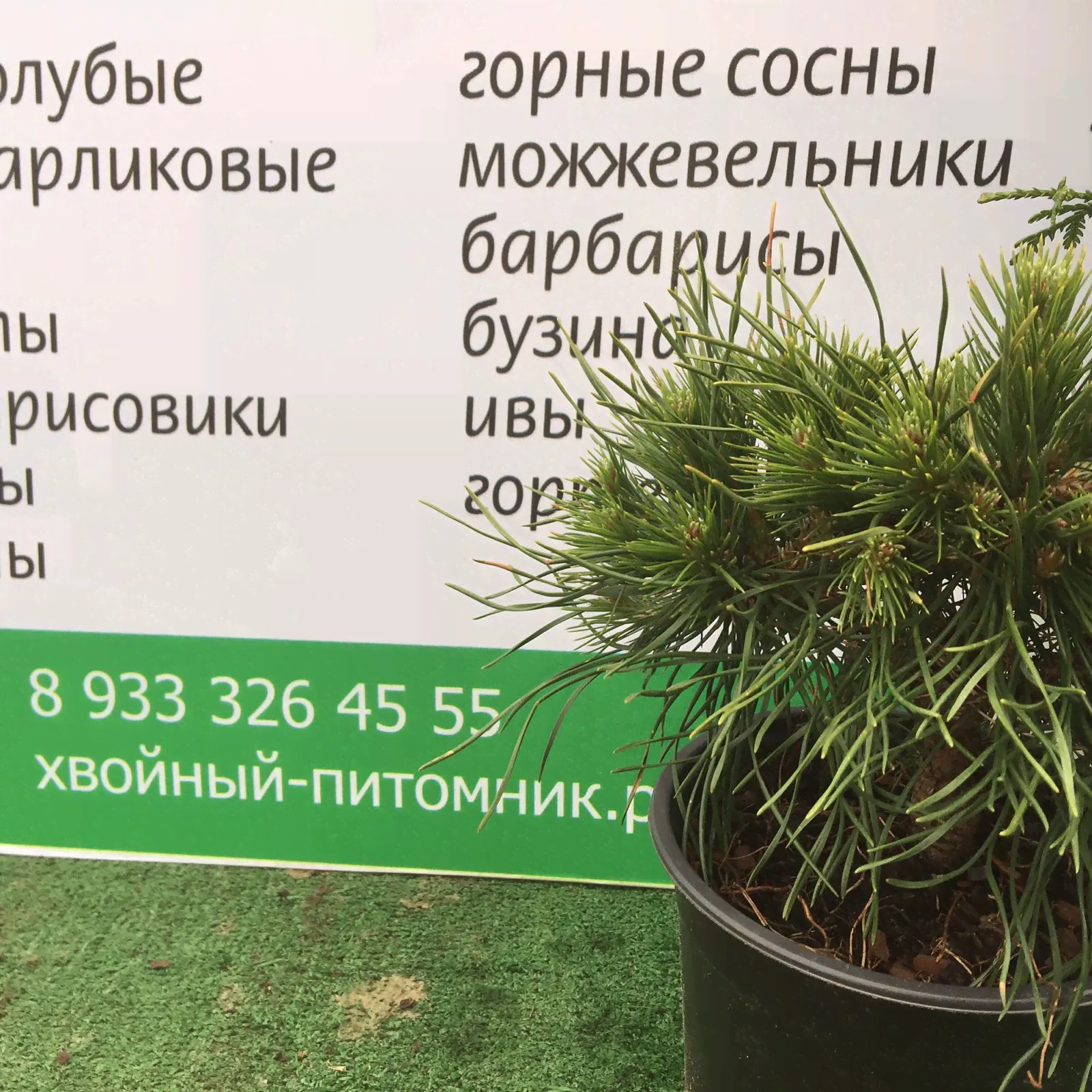 Сосна горная (Pinus mugo Varella)-0