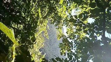 Горная липа