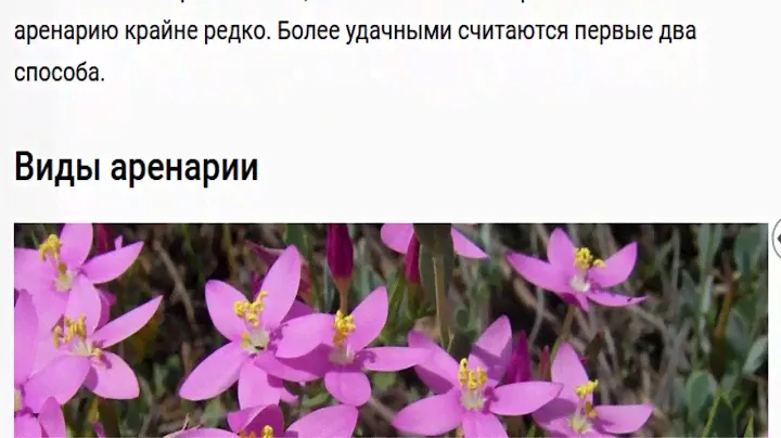Аренария Песчанка
