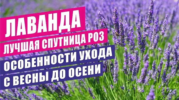 ЛАВАНДА - ЛУЧШАЯ СПУТНИЦА РОЗ. ОСОБЕННОСТИ УХОДА С ВЕСНЫ ДО ОСЕНИ.