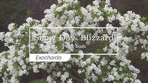30 Seconds with Snow Day® 'Blizzard' Pearl Bush