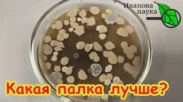 ЧЬЯ ПАЛКА ЛУЧШЕ? Вся ПРАВДА о СЕННОЙ ПАЛОЧКЕ! Где взять самую лучшую палочку. Смотреть до конца!