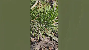 Pinus sylvestris Hillside Creeper💚🌲💚