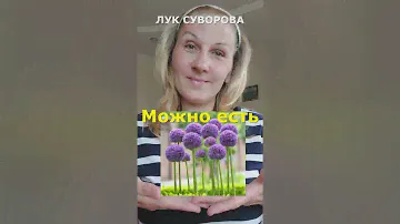 Гигантский Лук Суворова и чеснок Рокамболь