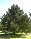 Сосна горная Унцината (Pinus mugo Uncinata) C5
