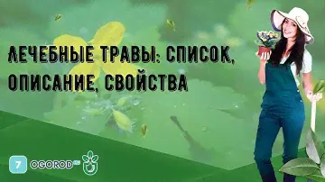 Лечебные травы: список, описание, свойства
