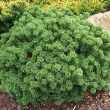 Сосна горная Pinus mugo "Mini Mops" : C12, h=30-40>