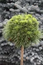 Сосна горная (Pinus mugo Varella C15 PA 40-60)
