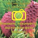 Сосна Горная Мугус С15/40-60/
