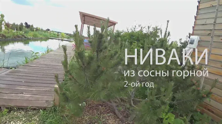 СТРИЖКА НИВАКИ (сосна горная)