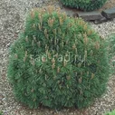 Hnizdo pinus mugo (Сосна горная Хниздо)