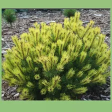 14.Сосна горная (Pinus mugo) Krauskopf, Premium class: контейнер 5 ltr