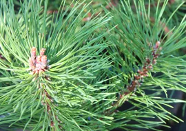 Сосна горная унцината (Pinus uncinata) С7/грунт