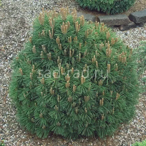 Hnizdo pinus mugo (Сосна горная Хниздо)-0