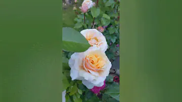 Роза Сью Хипкин!❤️