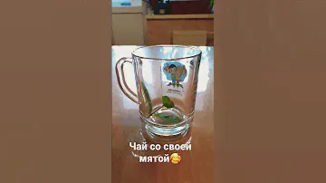 Хорош Чаек! Мята На Подоконнике #мята #мятаназиму #огороддома #огороднабалконе #огороднаподоконнике
