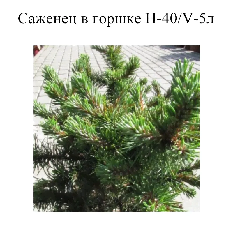Сосна горная Киссен H-40; V-5 ltr, саженец в горшке 1 шт