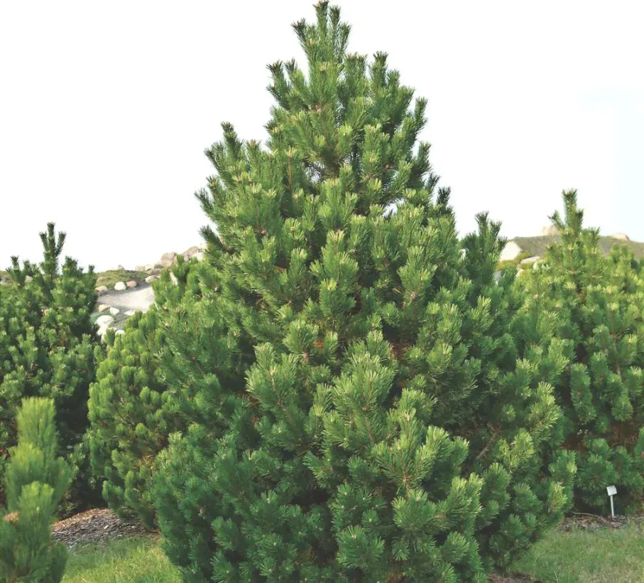 Сосна горная (Pinus mugo Uncinata) C5