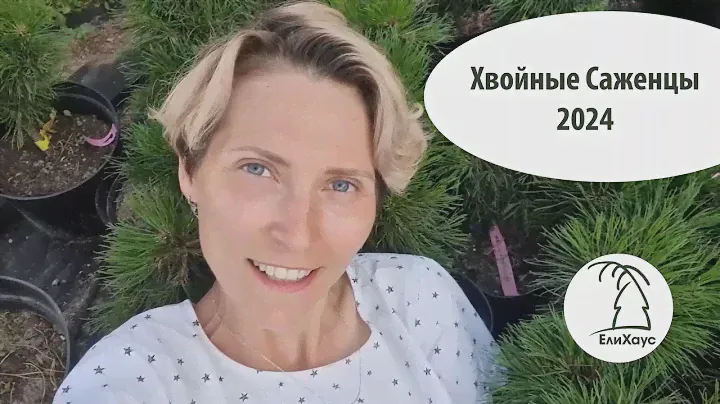 Коллекционные хвойные саженцы лето 2024