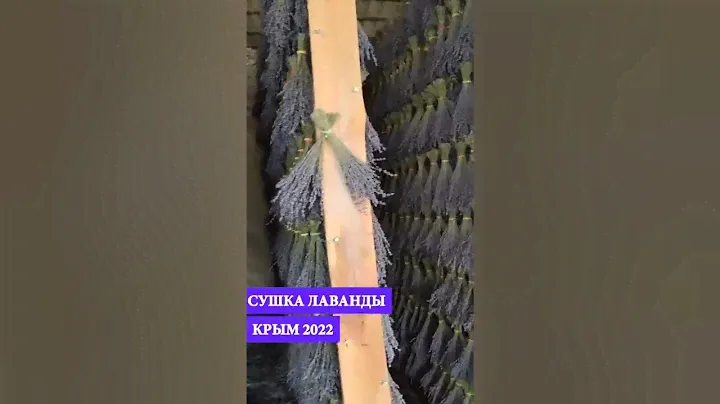 сушка лаванды #лаванда #лавандовоеполе
