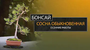 БОНСАЙ из СОСНЫ ОБЫКНОВЕННОЙ (Pinus sylvestris). Осенние работы | Scots pine. Autumn works.