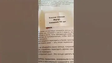Семена сосны горной мугус.