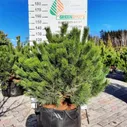Сосна горная крючковатая «Унцината» («Uncinata») 40-50 С20