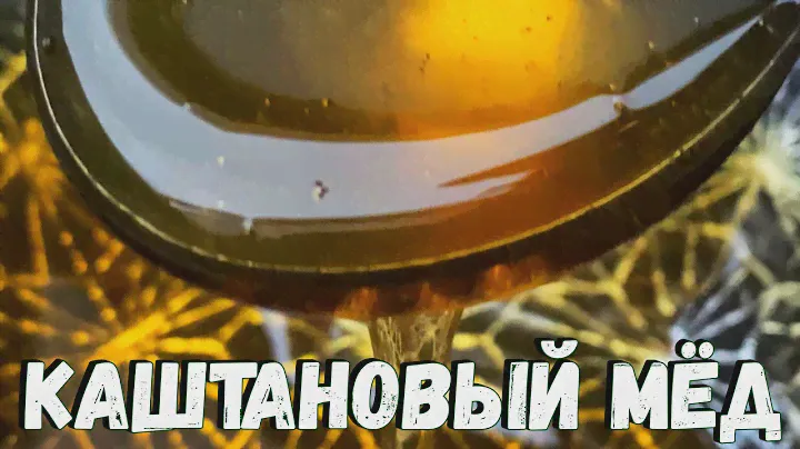 Каштановый мёд. Полезные свойства. Применение каштанового мёда