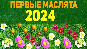 МАСЛЯТА🍄 в алтайских травах🌼 и...ЛОСЬ🦌...голодный добрый ЛОСЬ.