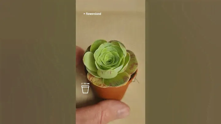 Greenovia ... | Гриновия ... | @FlowersLand