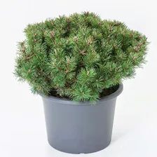 Сосна горная Пикобелло (Pinus mugo Picobello) D10; 30-40cm. XXL из питомника Ваш сад из питомника Ваш сад