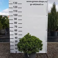Сосна горная «Мопс» («Mops») 40-50 С15
